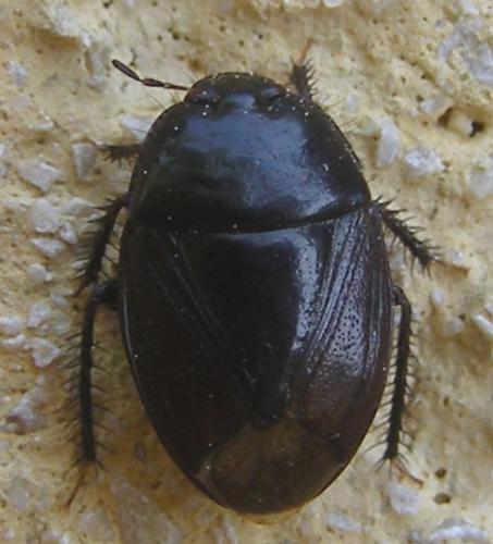Réf. 34 513 : Macroscytus brunneus