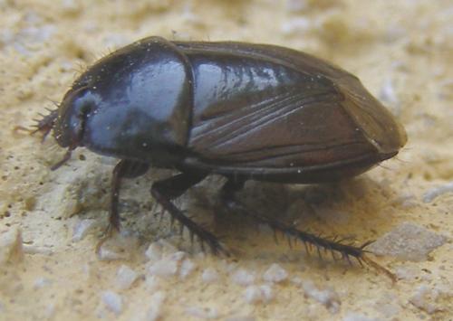 Réf. 34 514 : Macroscytus brunneus