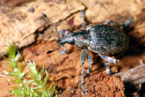 Liophloeus tessulatus