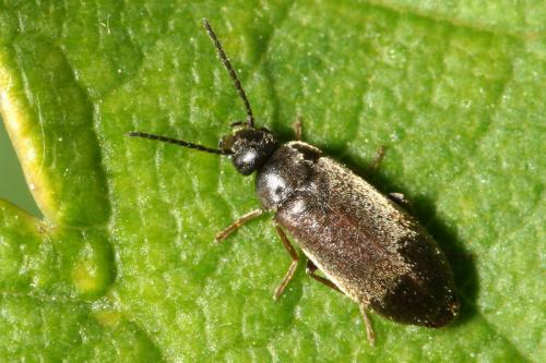 Scraptia dubia