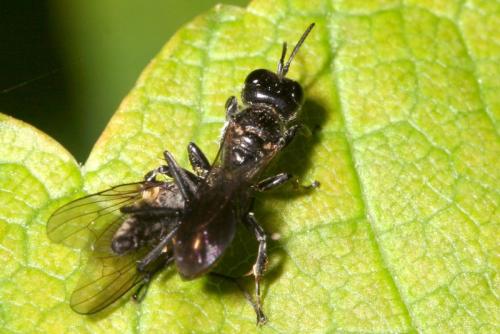 Crossocerus sp.