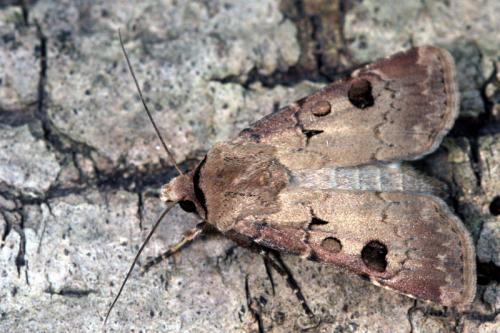 Réf. 34 229 : Agrotis exclamationis