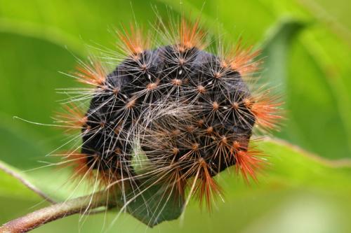 Acronicta auricoma