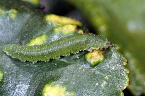 Réf. 34 240 : Nematinus sp.