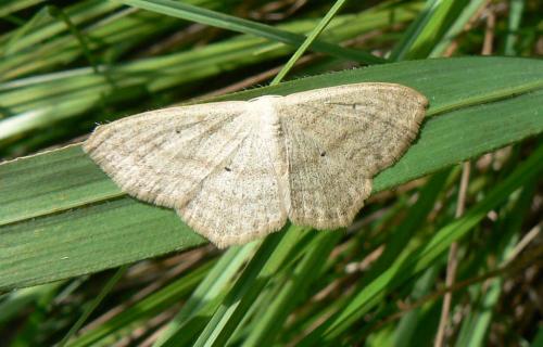 Réf. 34 916 : Scopula nigropunctata