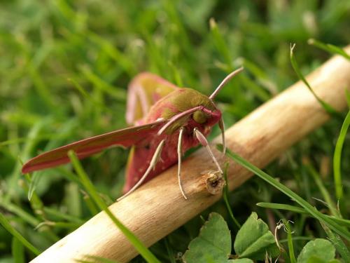 Deilephila elpenor