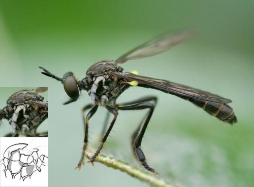 Dioctria hyalipennis