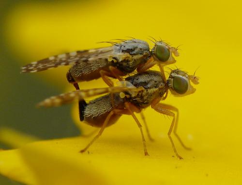 Réf. 34 199 : Dioxyna bidentis