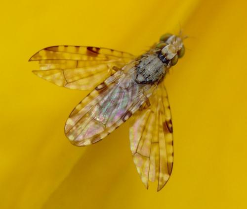Réf. 34 198 : Dioxyna bidentis
