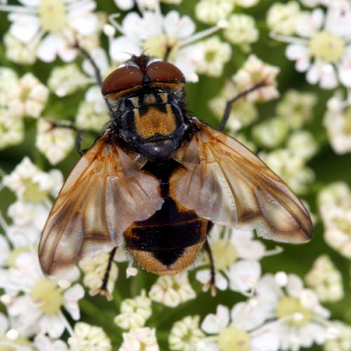 Réf. 34 839 : Phasia aurigera