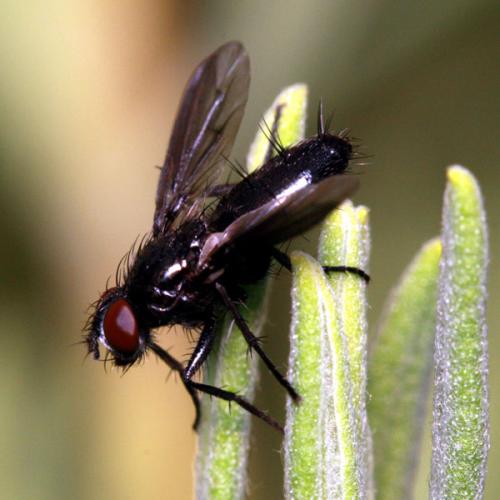 Réf. 34 840 : Nyctia halterata