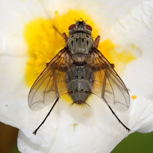 Réf. 34 910 : Dexia rustica