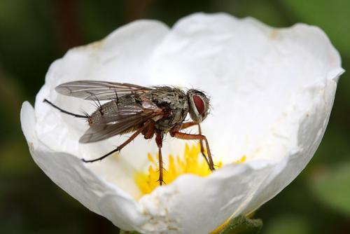 Réf. 34 911 : Dexia rustica