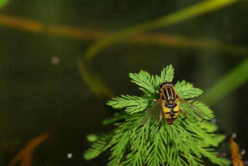 Helophilus pendulus