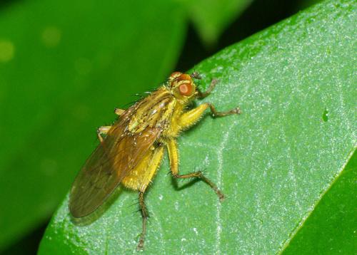 Scathophaga stercoraria