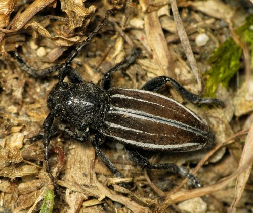 Réf. 34 326 : Iberodorcadion fuliginator