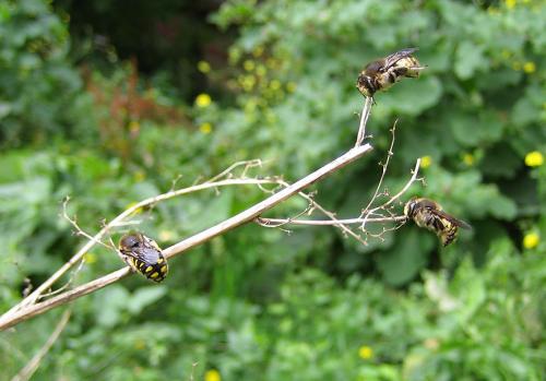 Anthidium septemspinosum