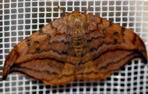 Drepana curvatula