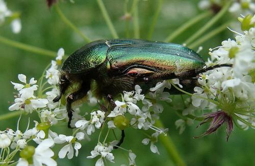 Réf. 34 270 : Cetonia aurata aurata