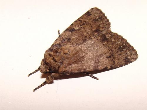 Réf. 34 224 : Amphipyra effusa