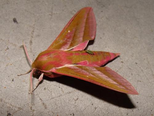 Deilephila elpenor