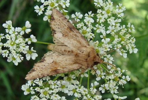 Réf. 34 415 : Apamea sublustris