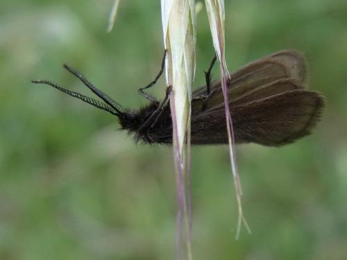 Heterogynis sp.