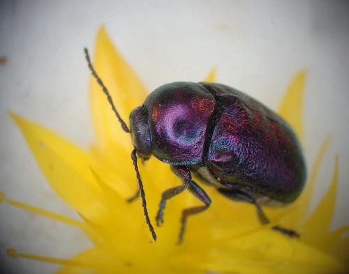 Cryptocephalus sp.
