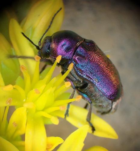 Cryptocephalus sp.