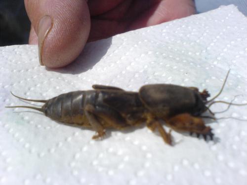 Gryllotalpa sp.
