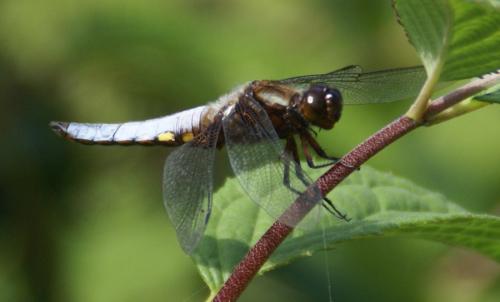 Libellula depressa
