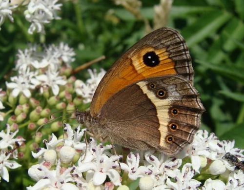 Réf. 34 850 : Pyronia bathseba