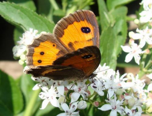 Réf. 34 852 : Pyronia bathseba