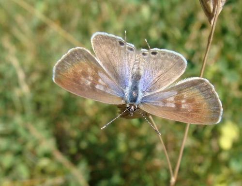 Réf. 34 812 : Leptotes pirithous