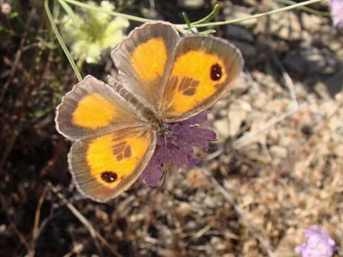 Pyronia cecilia