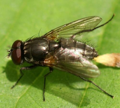 Réf. 34 203 : Hydrotaea sp.