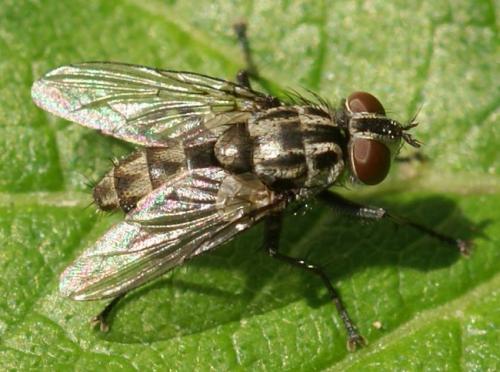 Réf. 34 290 : Macronychia polyodon