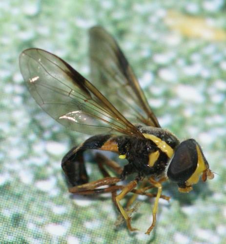 Xanthogramma pedissequum