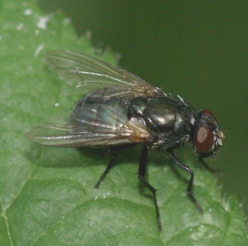 Réf. 34 202 : Eudasyphora sp.