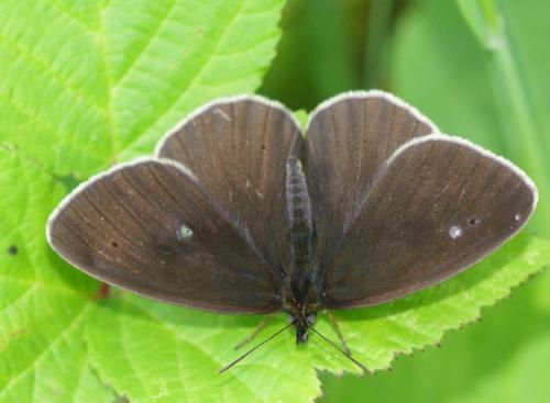 Aphantopus hyperantus