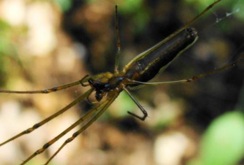 Tetragnatha sp.
