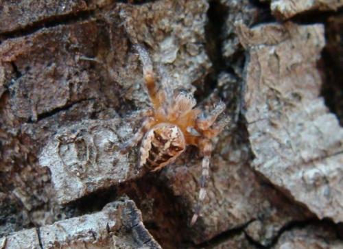 Araneus diadematus