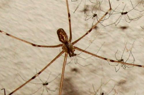 Holocnemus pluchei