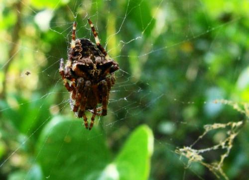 Araneus angulatus