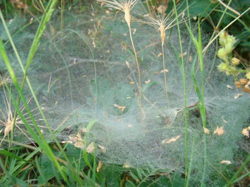 Agelena labyrinthica