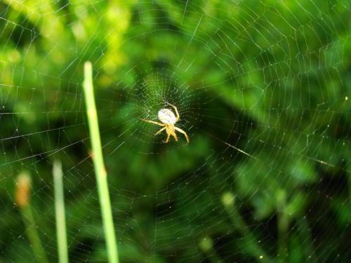 Mangora acalypha