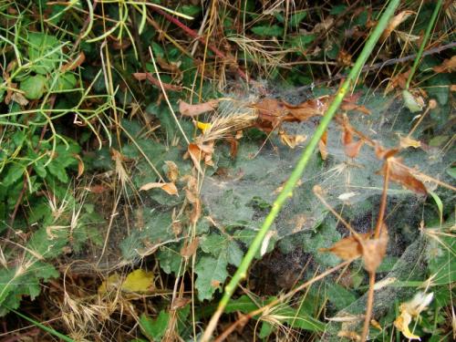 Agelena labyrinthica
