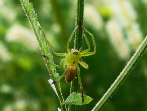 Micrommata ligurina