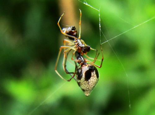 Réf. 34 566 : Argyrodes argyrodes