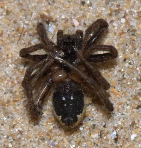 Alopecosa albofasciata